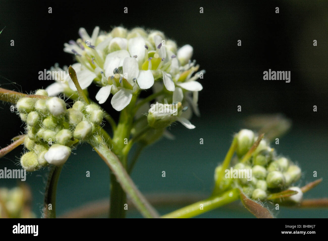 Garden Cress, lepidium sativum Stock Photo