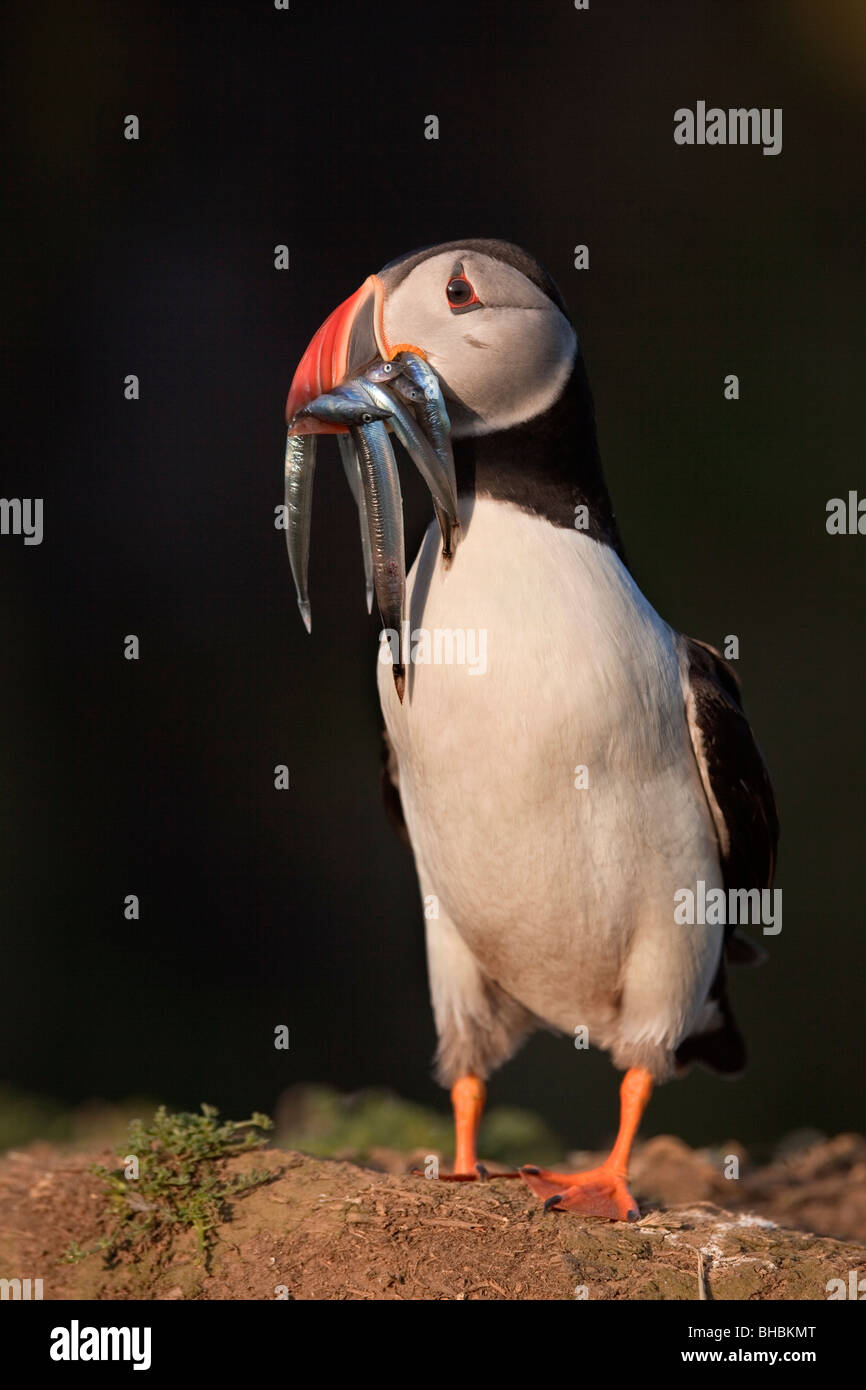 Puffin; Fratercula arctica; with sand eels Stock Photo
