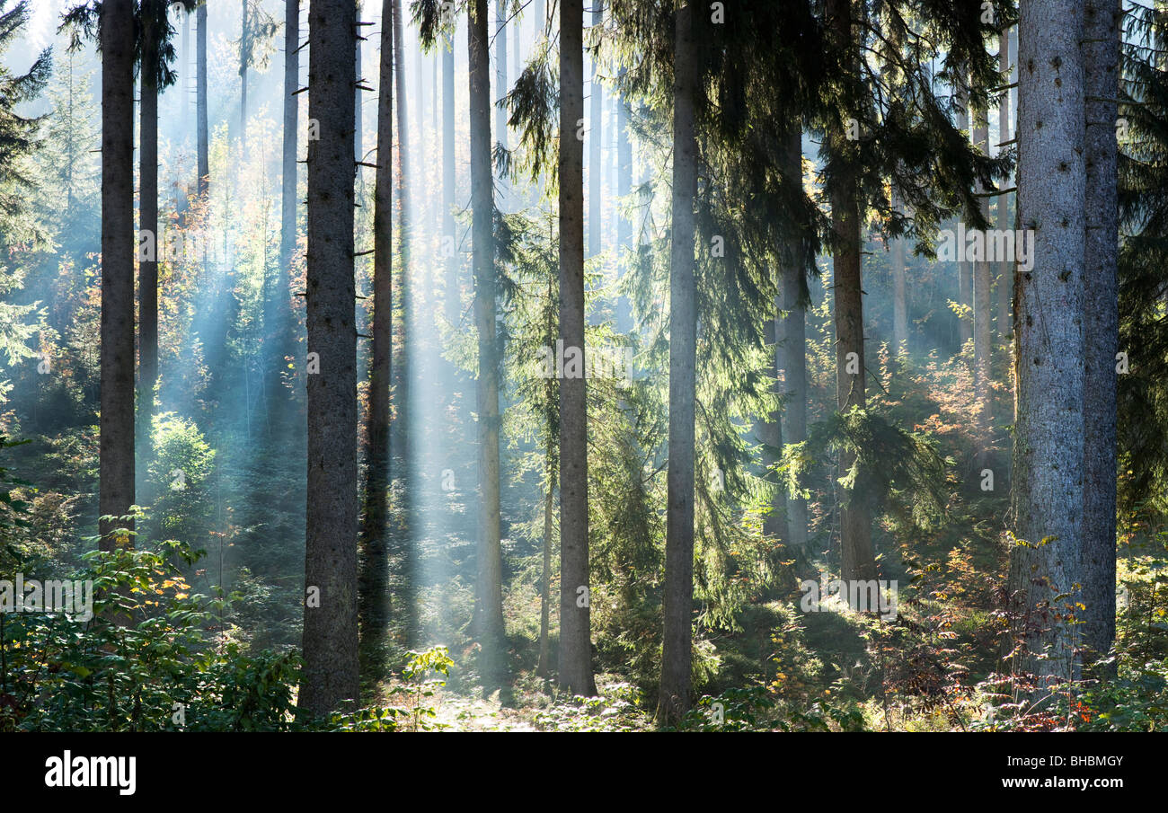 Beams of sunlight in forest Stock Photo