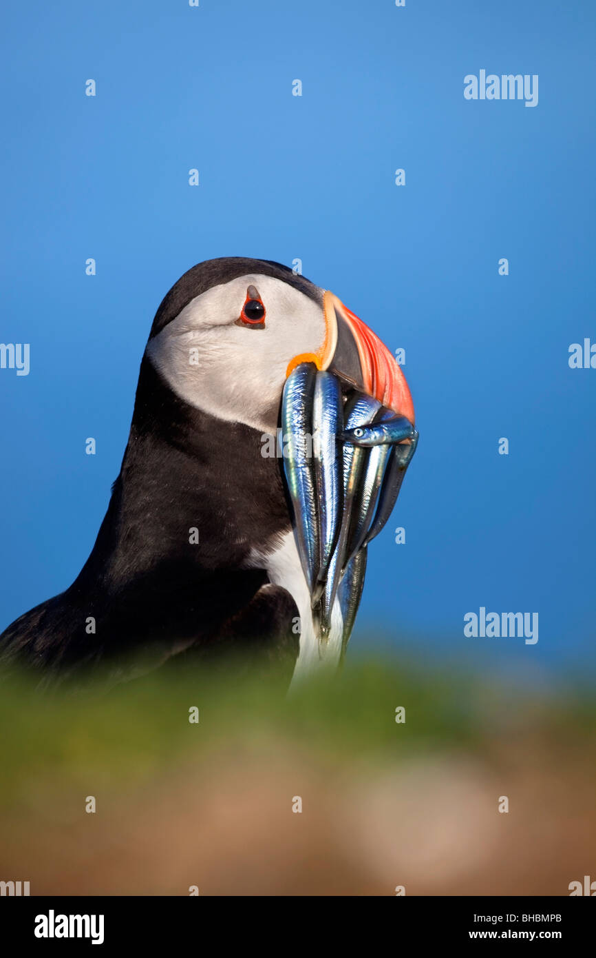 Puffin; Fratercula arctica; with sand eels Stock Photo