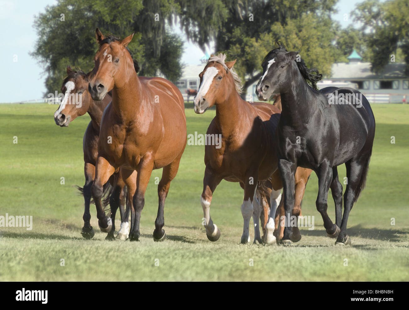 Herd of Quarter Horse mares Stock Photo Alamy