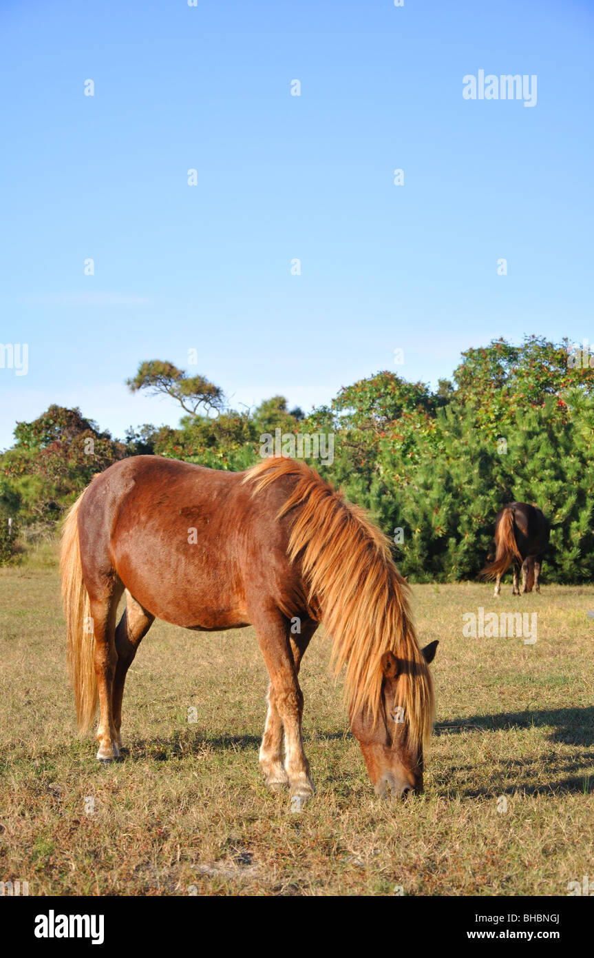 Wild ponies Assateague Island Maryland National Seashore State Park Stock Photo