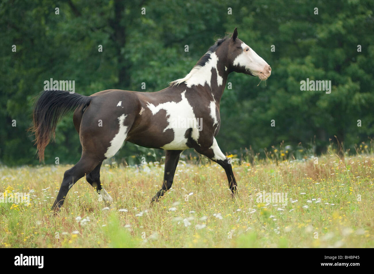 American quarter horse stallion hires stock photography and images Alamy