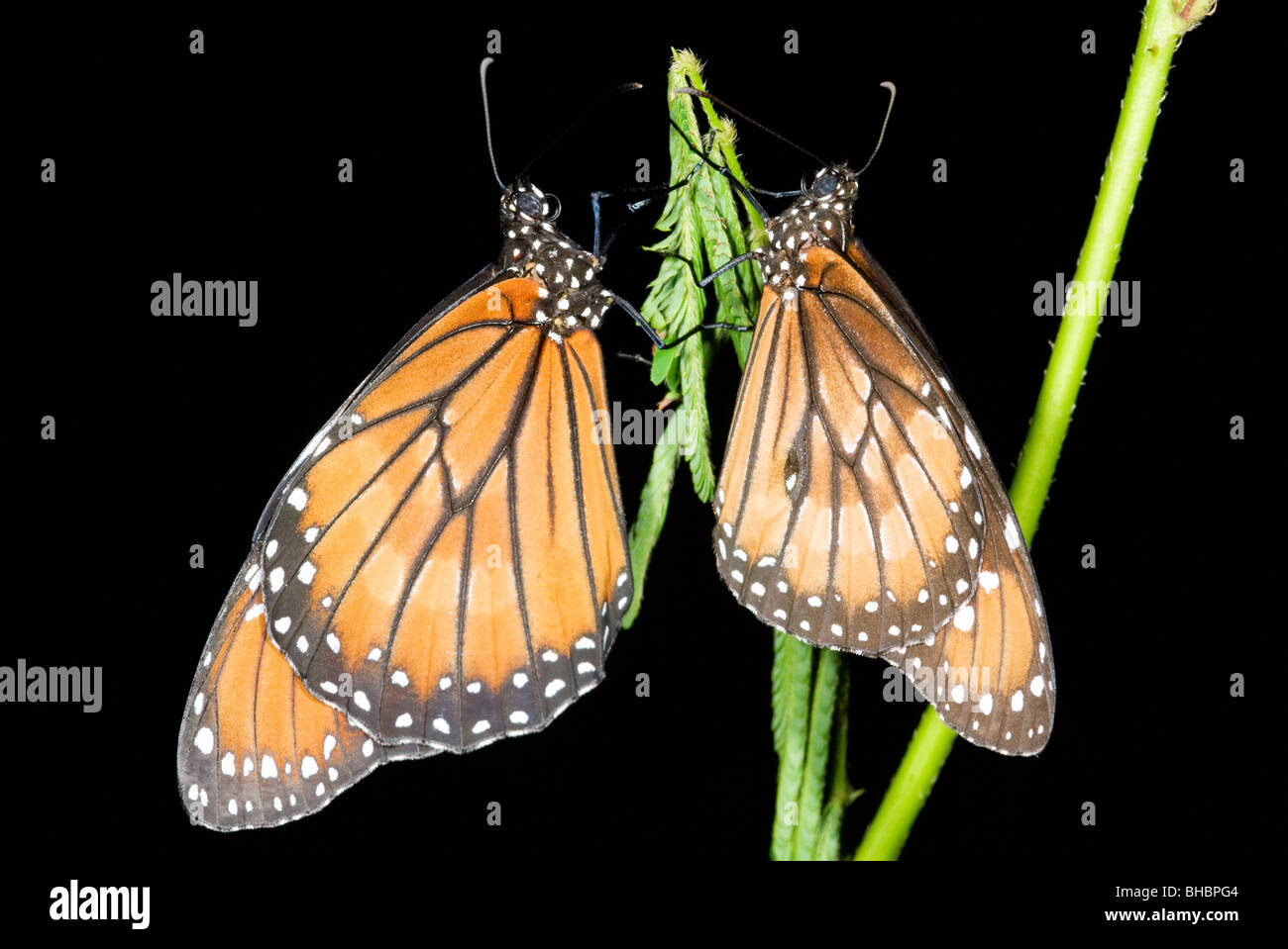 Night butterflies hires stock photography and images Alamy