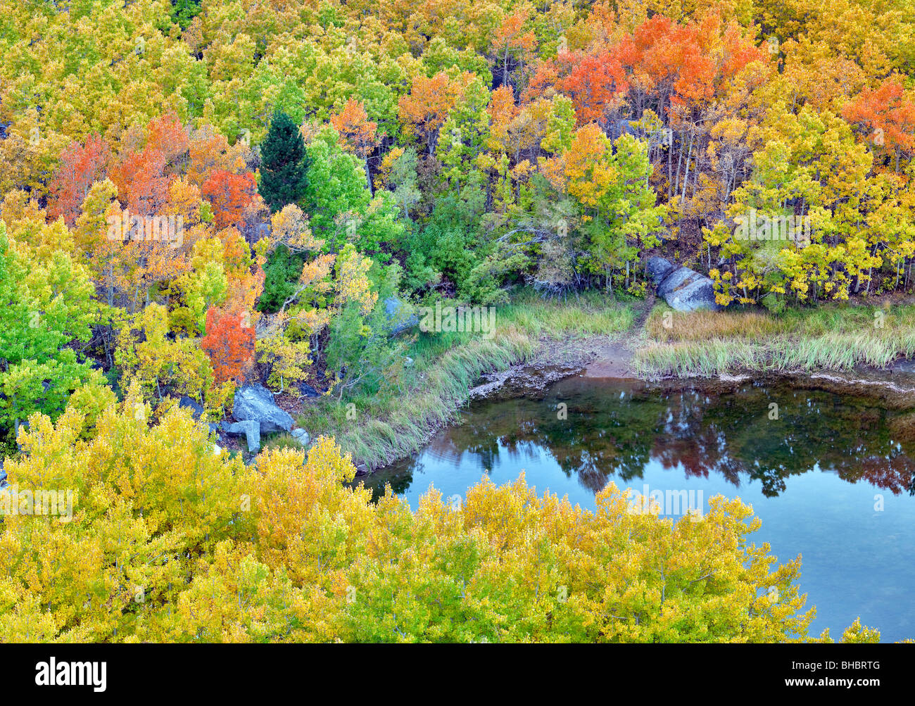 Cardinal Pond with fall colored aspens. Canyon. California Stock