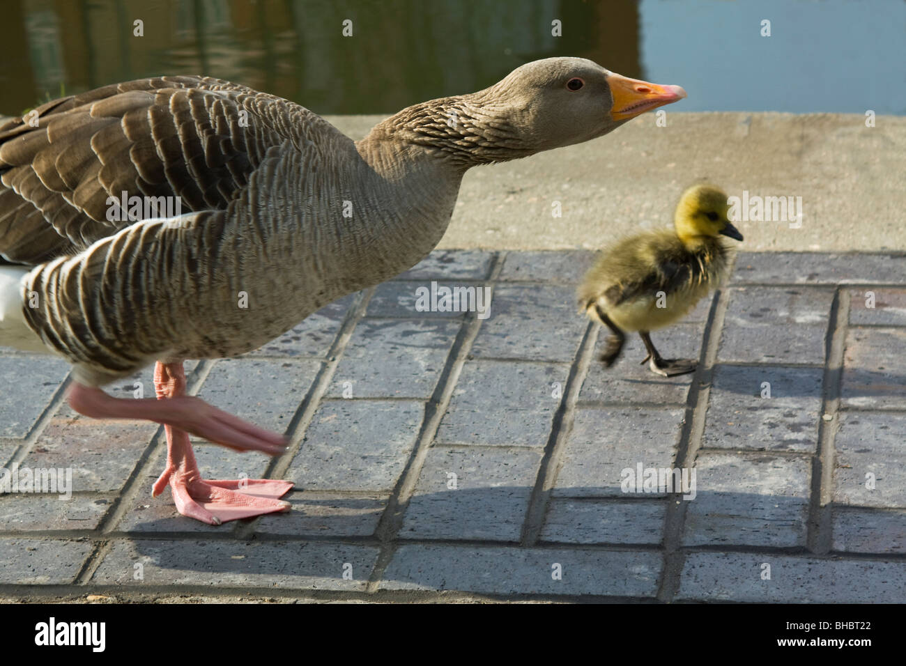 Angry goose mother with gosling in Victoria Park, Hackney London, 2009. Stock Photo