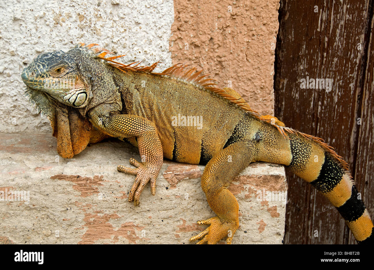 A Mexican iguana at rest Stock Photo
