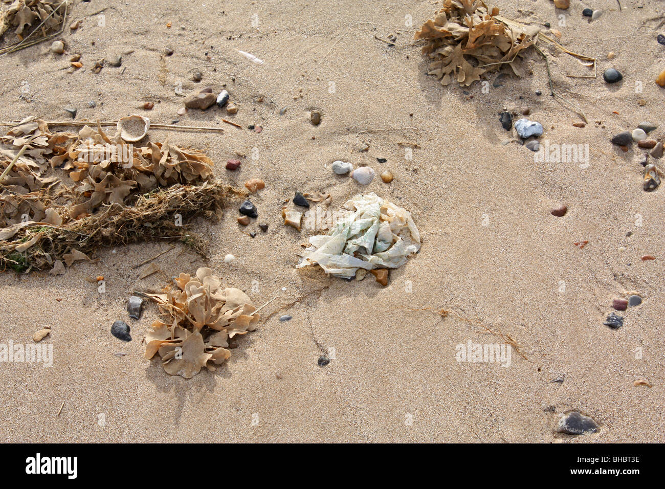 plastic bag, seaweed, seashells and pebbles on a sandy beach Stock