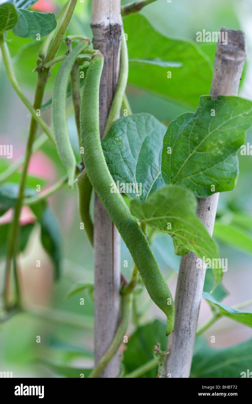 Runners beans growing on an allotment Stock Photo