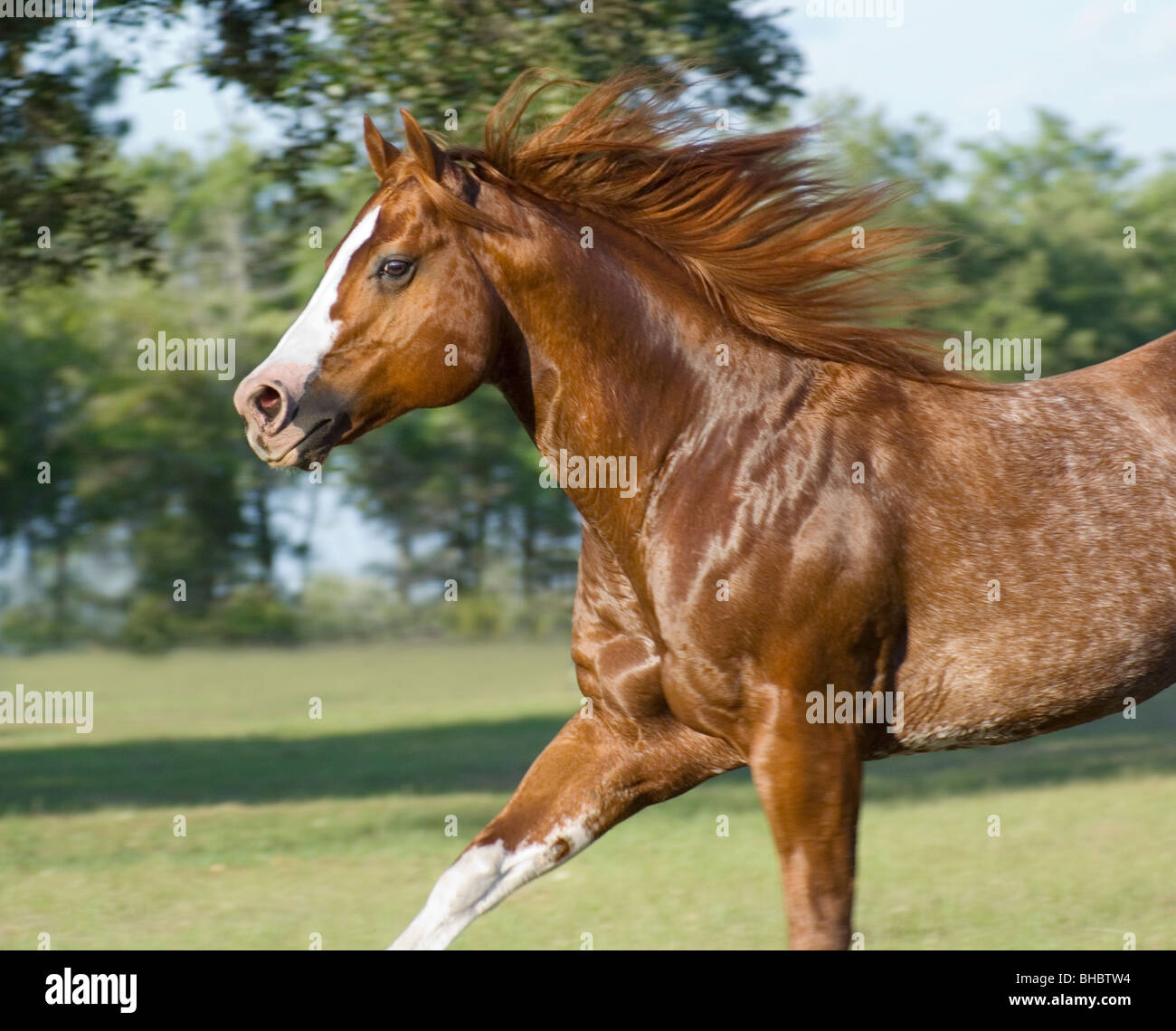 Red roan colored American Quarter Horse stallion Stock Photo Alamy