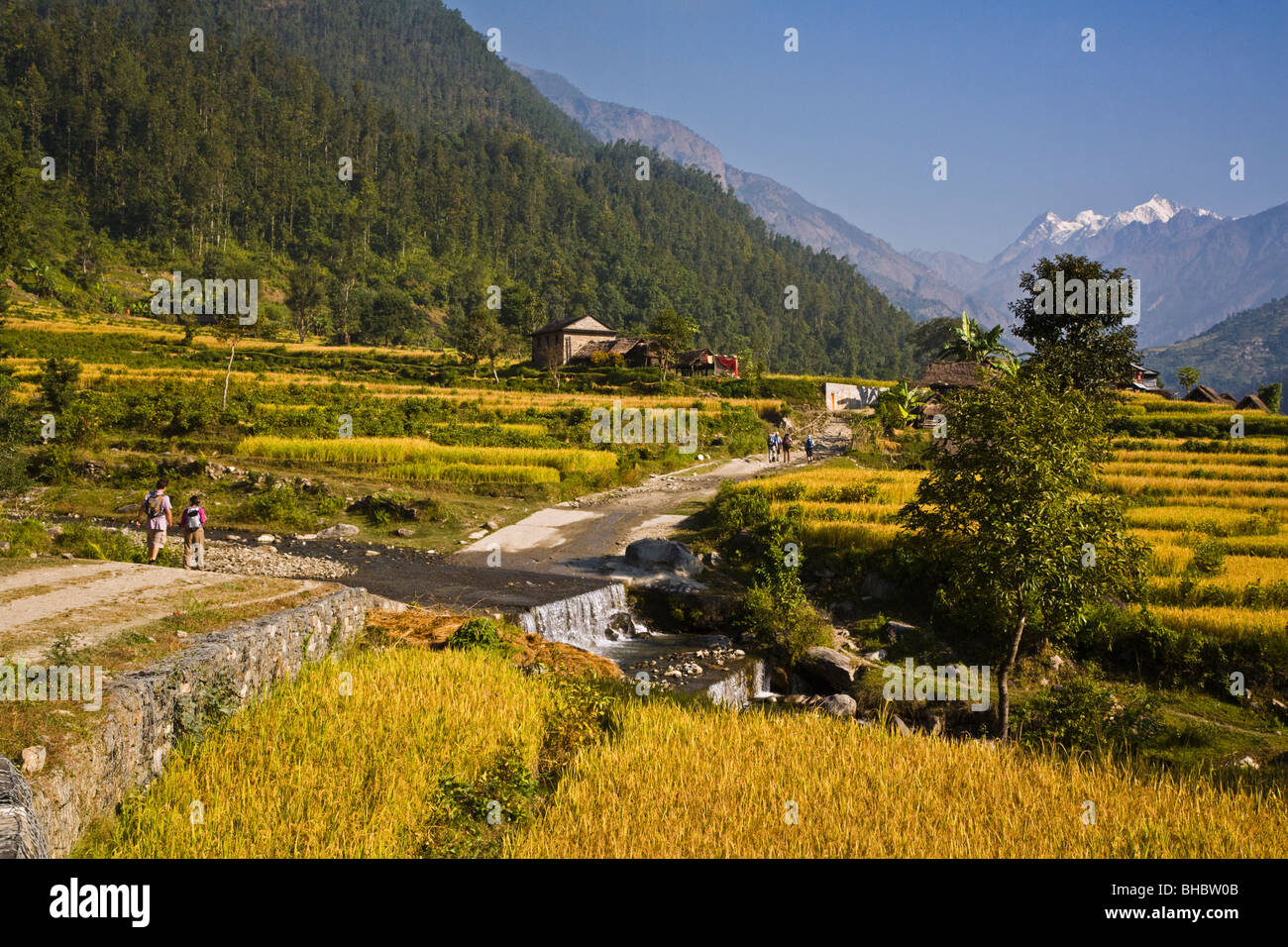 TREKKERS hike through fields of rice in the BUDHI GHANDAKI RIVER valley ...