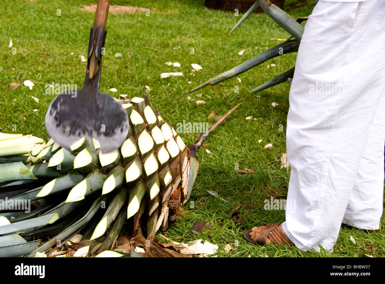 Worker prepares agave for tequila processing at Casa Herradura ...