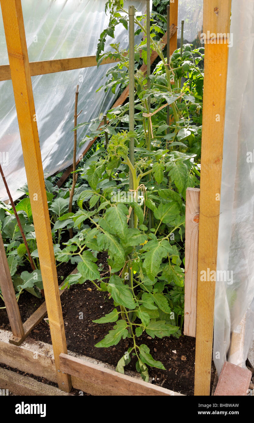 Tomatoes (Lycopersicon esculentum) in a poly greenhouse Stock Photo