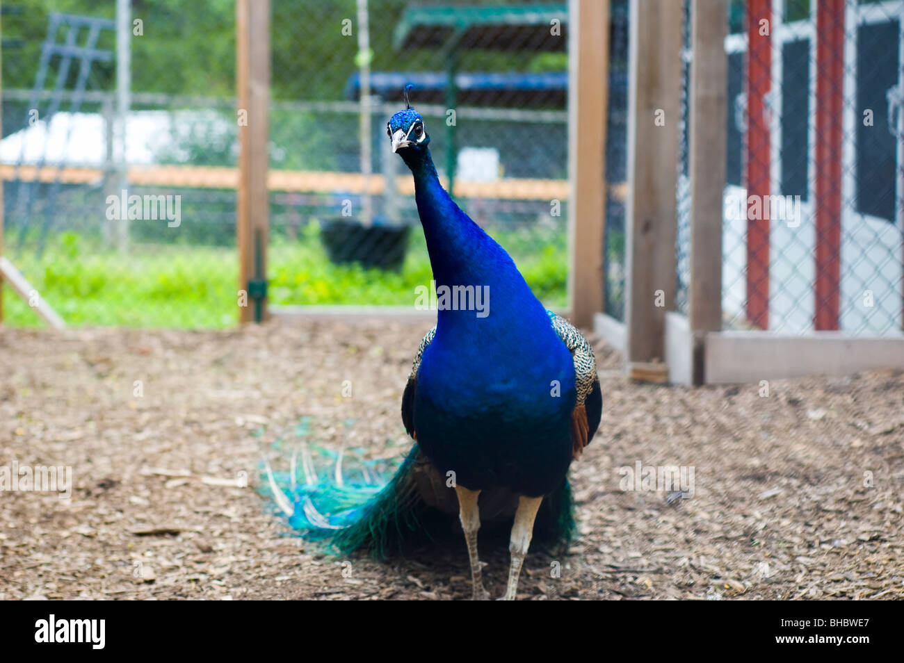 A peacock looks at the camera Stock Photo - Alamy