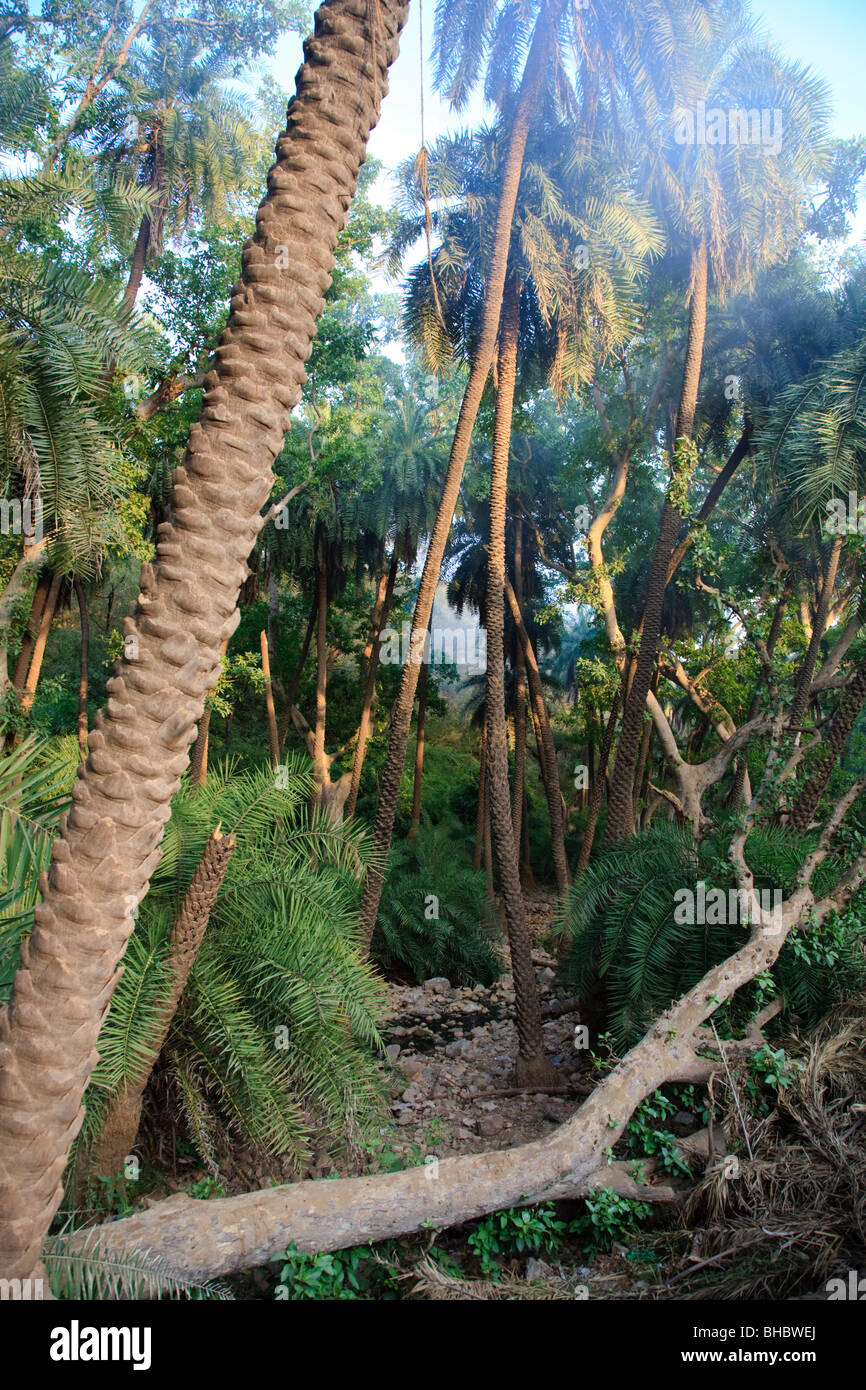 Palm trees in Sariska Tiger Reserve, Rajasthan, India Stock Photo