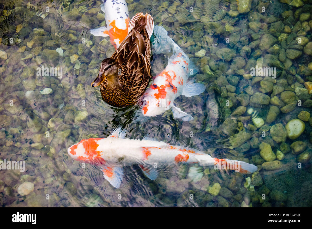 A duck and fish swim in a pond. Stock Photo