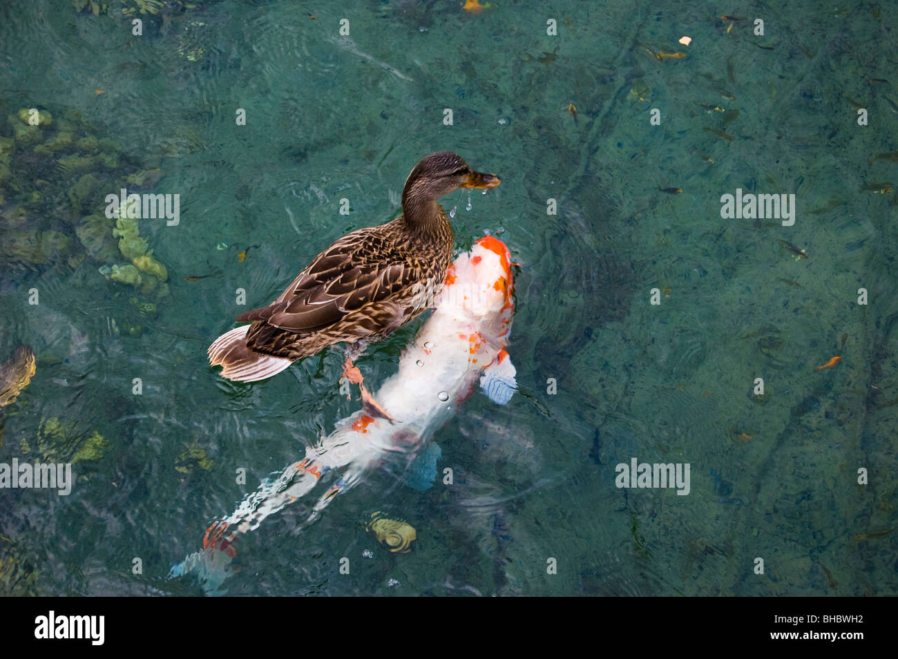 A duck and a fish swim in a pond. Stock Photo