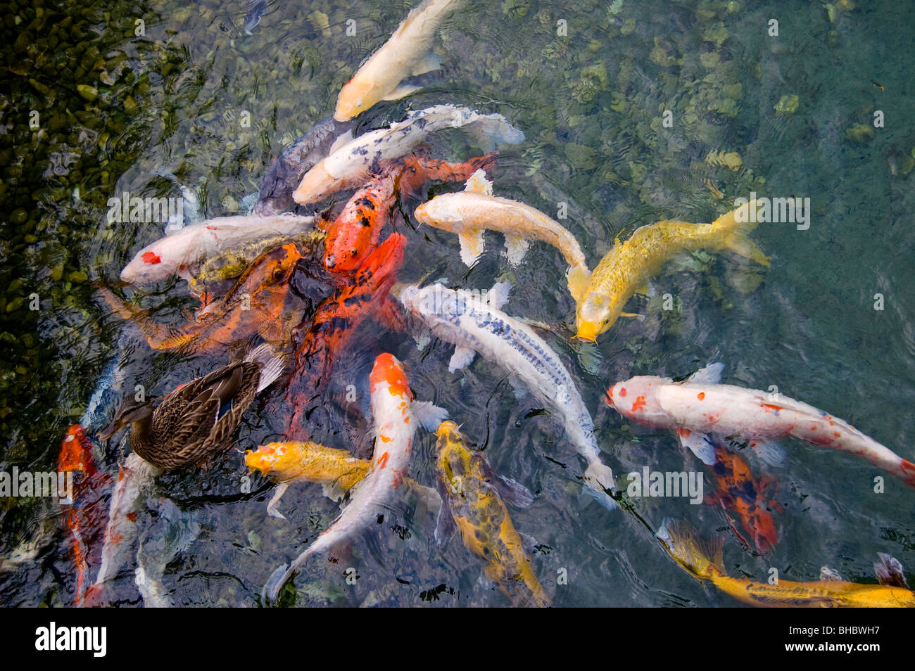 A duck and fish swim in a pond. Stock Photo
