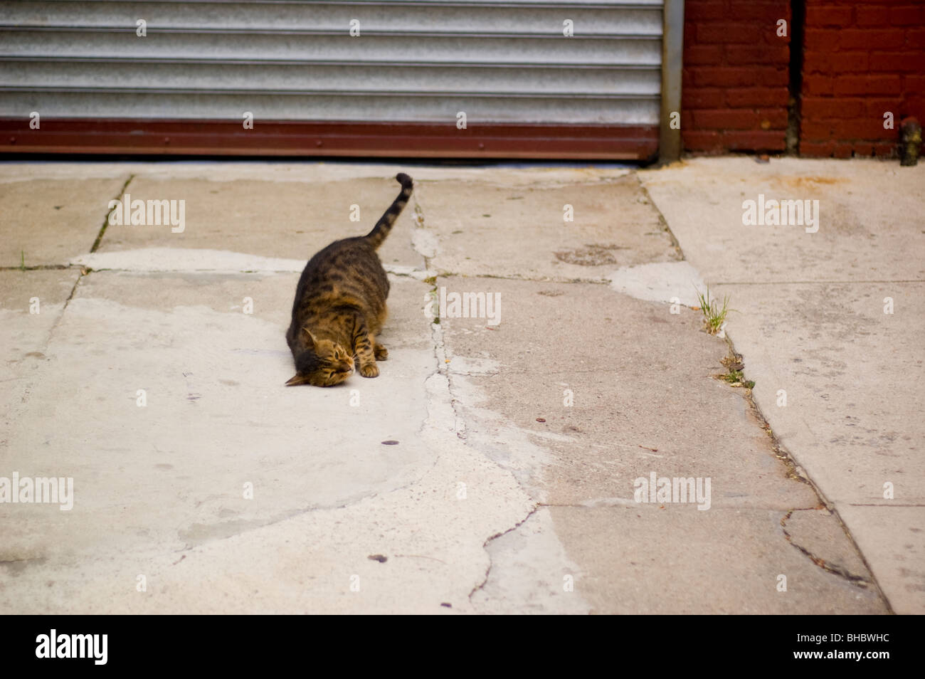 A cat rubs his head on the sidewalk Stock Photo Alamy