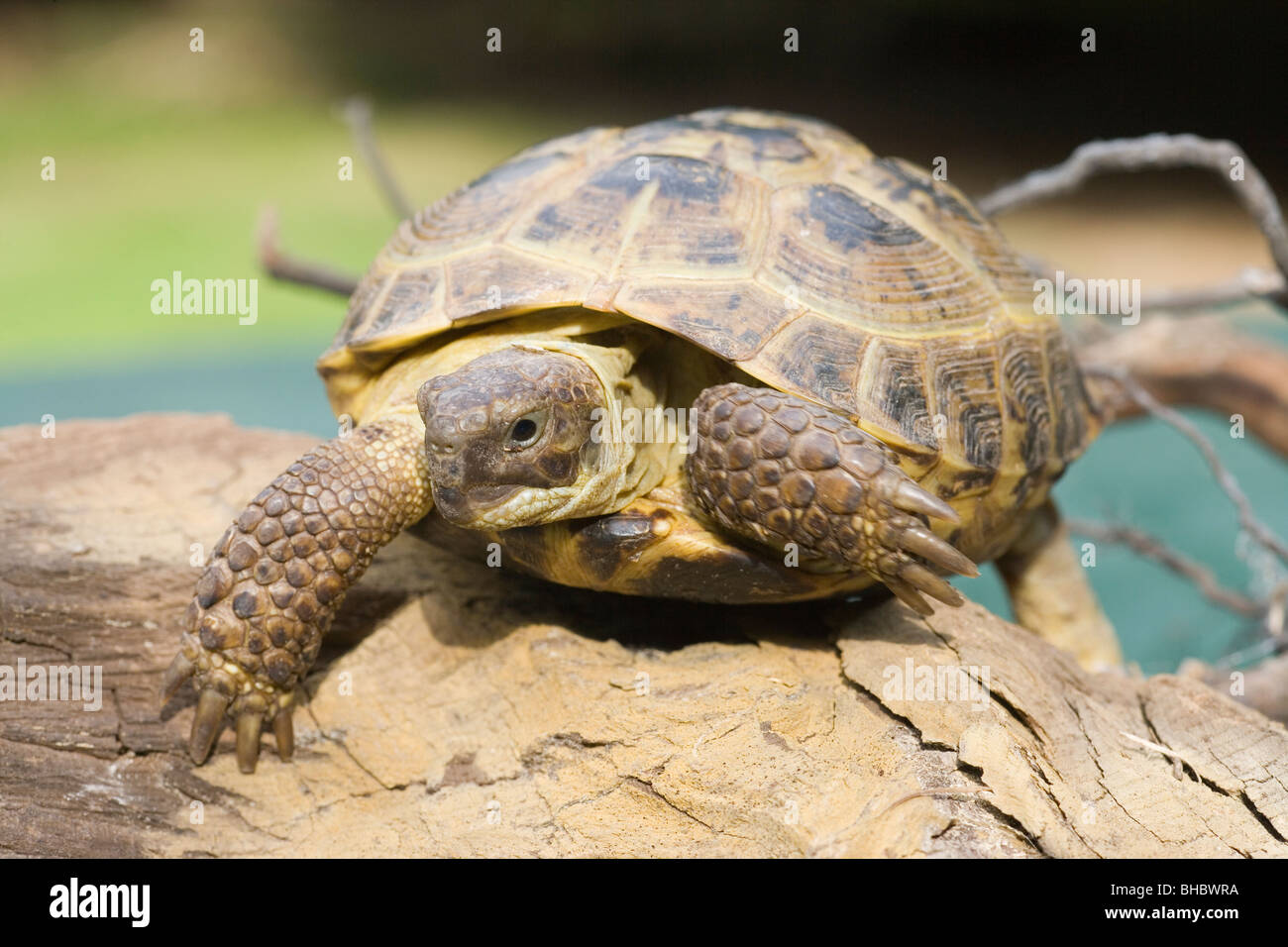 Horsefield's, Four-toed, or Russian Tortoise (Testudo horsefieldi). Distribution; central Asia, Russia to Pakistan. Stock Photo