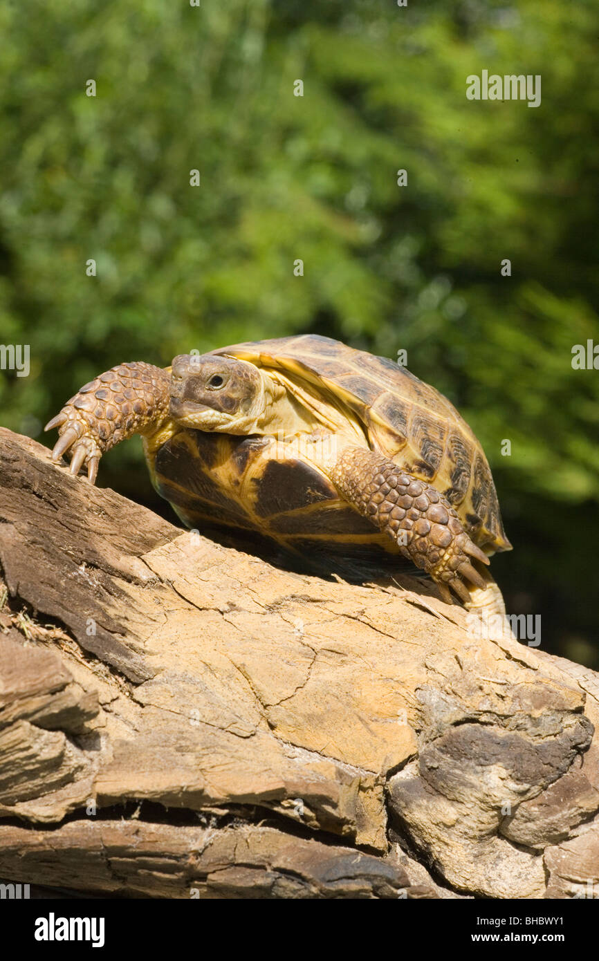 Testudo horsfieldi hires stock photography and images Alamy