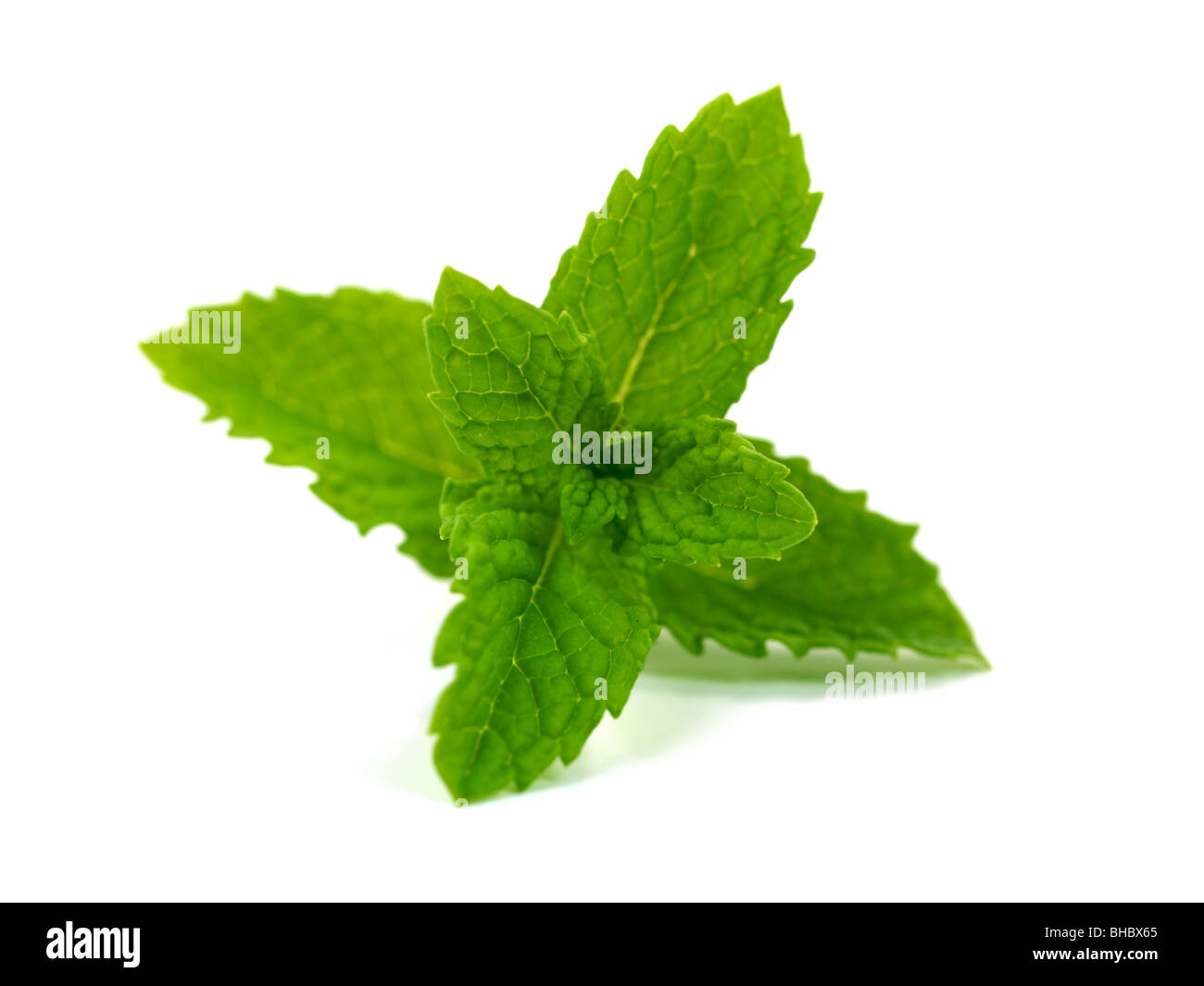 Mint leaves isolated against a white background Stock Photo