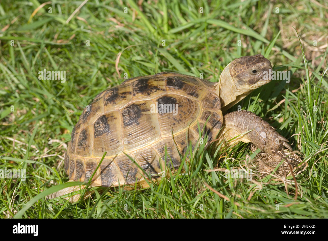 Horsefield's, Four-toed, or Russian Tortoise (Testudo horsefieldi). Native to central Asia, Russia to Pakistan. Stock Photo