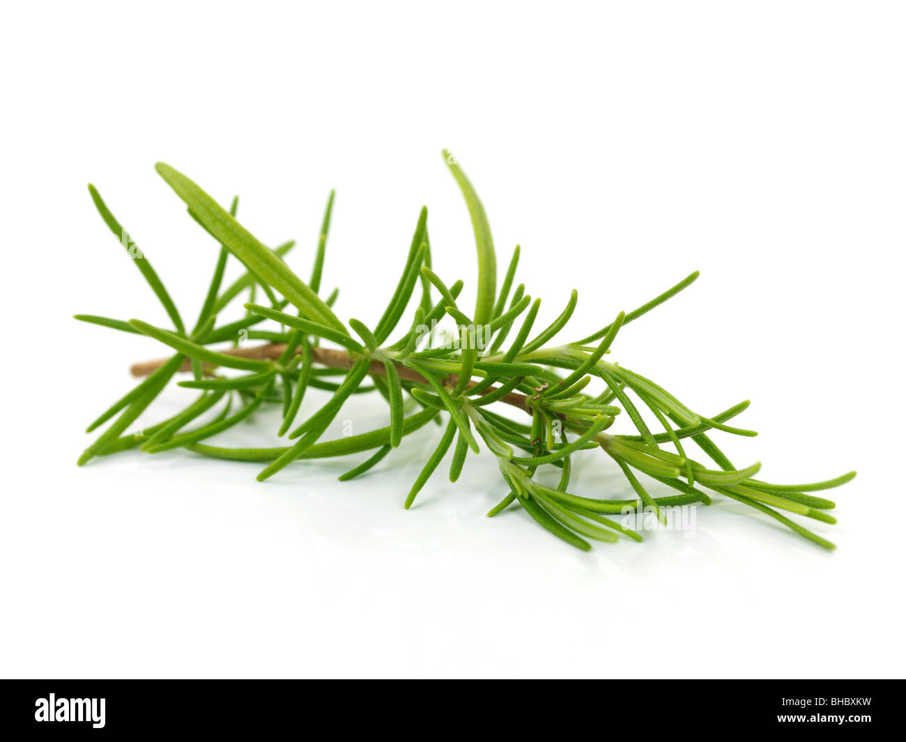 Rosemary isolated against a white background Stock Photo