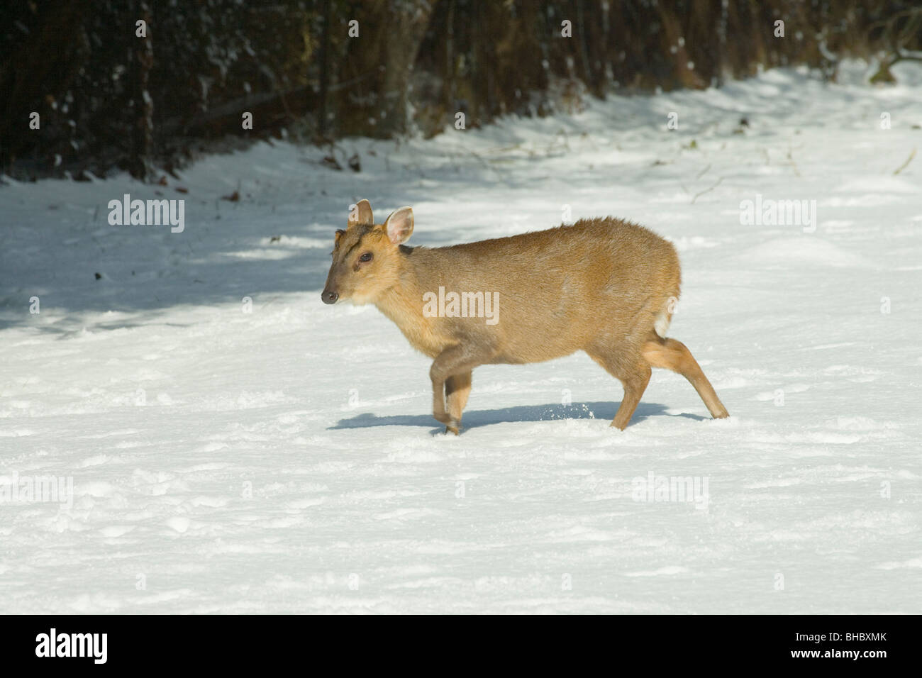 Muntjac Deer (Muntiacus reevesi). Immature male walking through snow. Norfolk. East Anglia. UK. Stock Photo