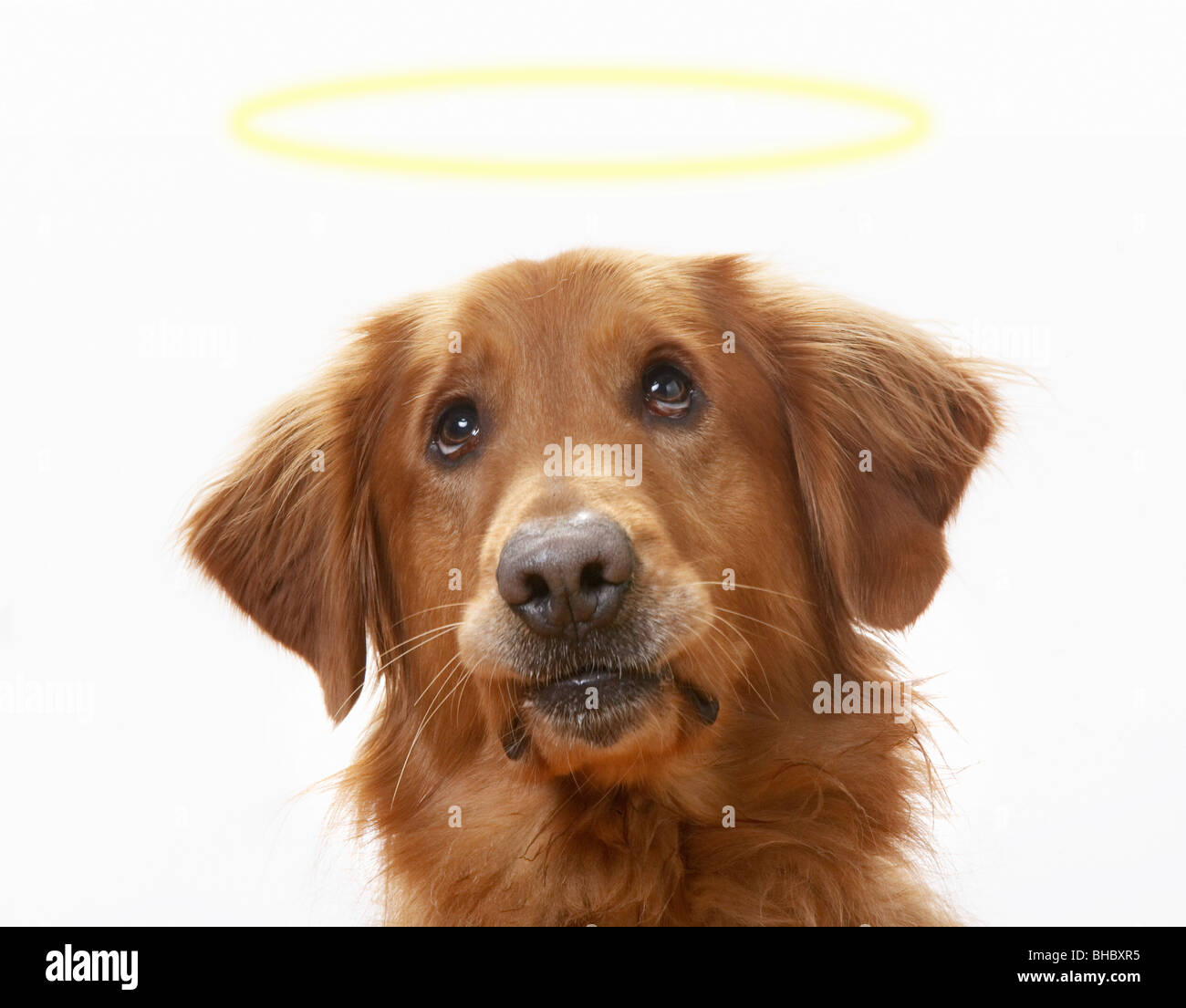 a Golden Retriever dog with a halo on a white background Stock Photo