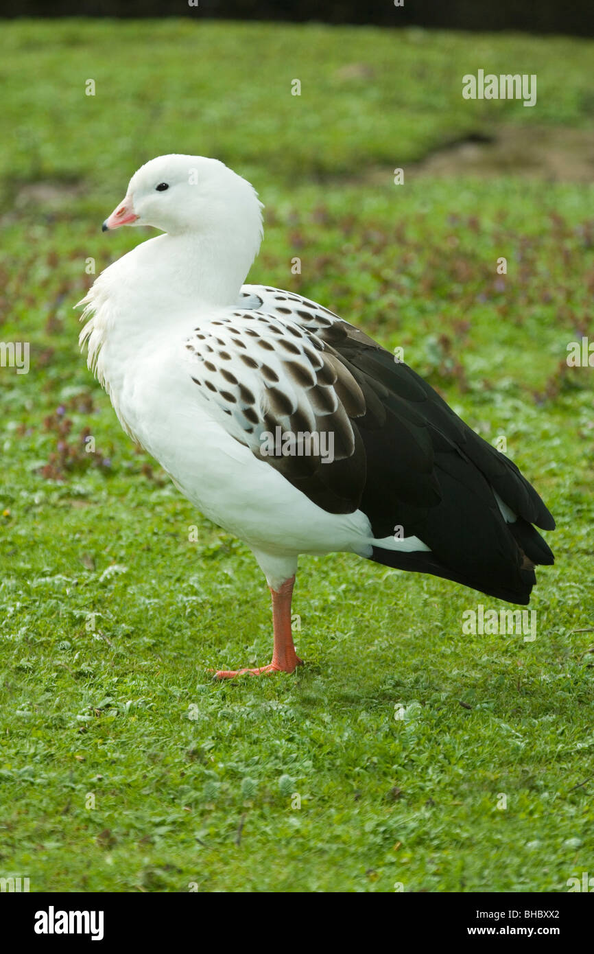 Andean Goose (Chloephaga melanoptera). Stock Photo
