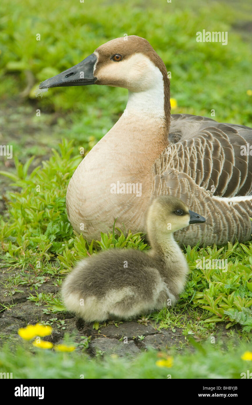Swan Goose and Gosling (Anser cygnoides). Wild ancestor of domestic Chinese Goose. Stock Photo