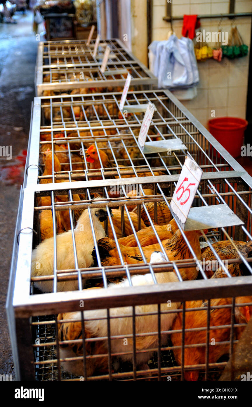 Live chickens on Sale, Hong Kong Stock Photo