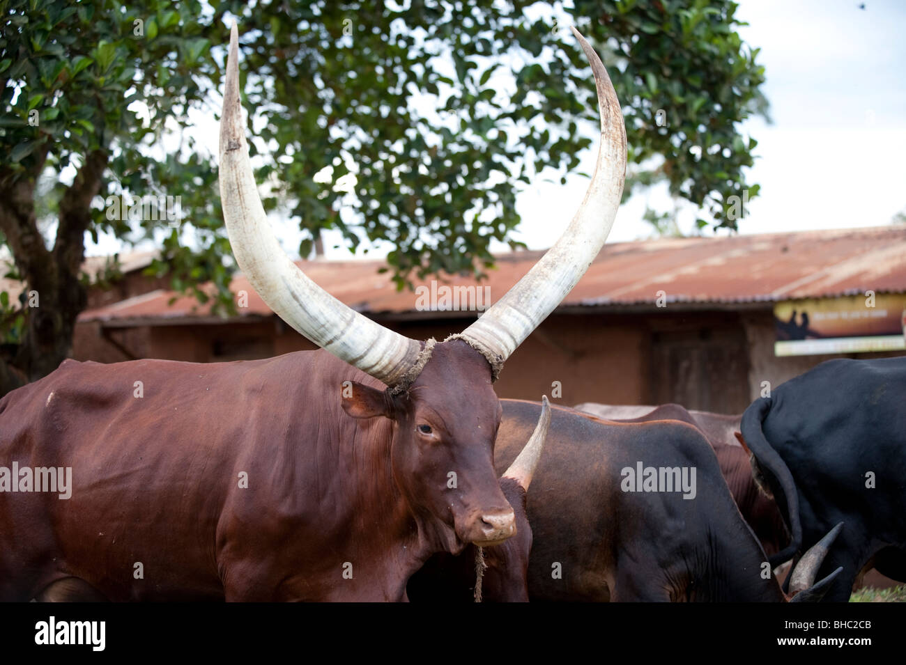 Long horned cattle in Uganda Stock Photo Alamy