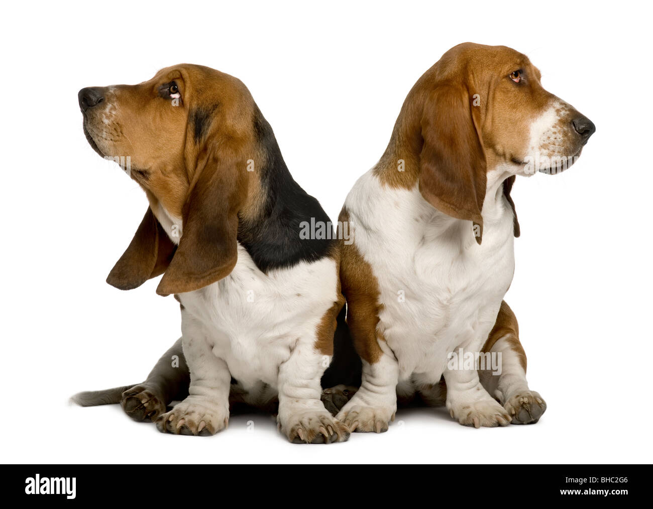 Two sulking Basset Hounds sitting in front of white background Stock Photo