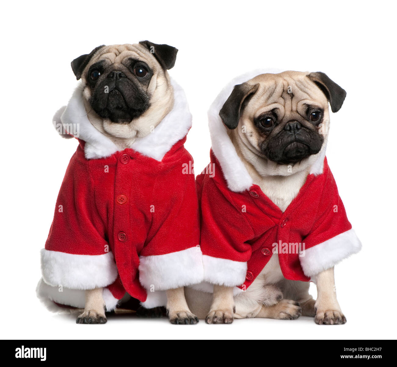 Buy Pug Dress Online In India India, 60 OFF