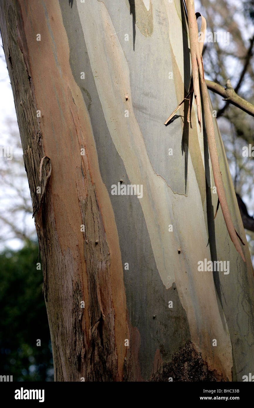 gum tree bark flaking off of a tree trunk Stock Photo Alamy