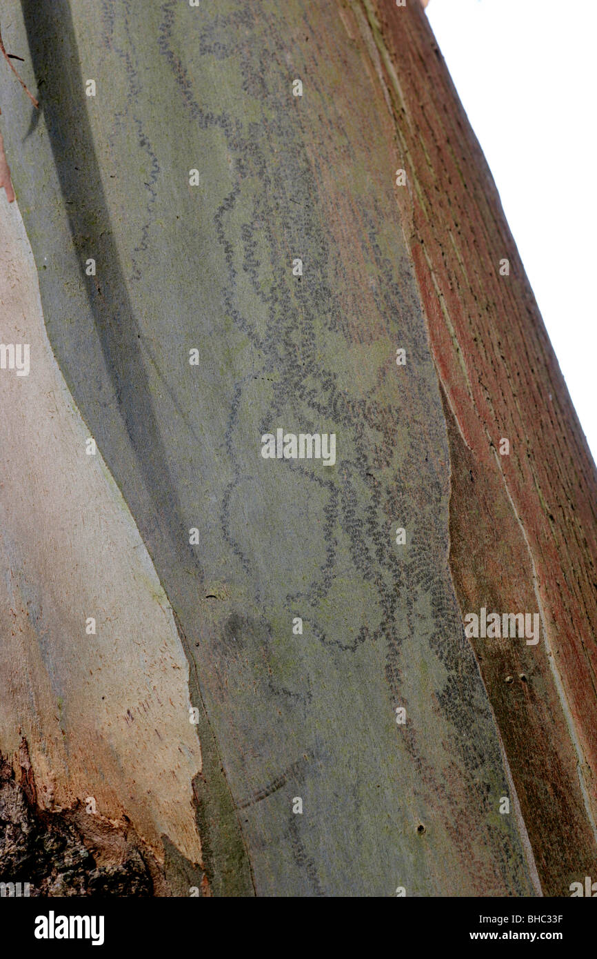 beetle tracks on the bark of a gum tree Stock Photo