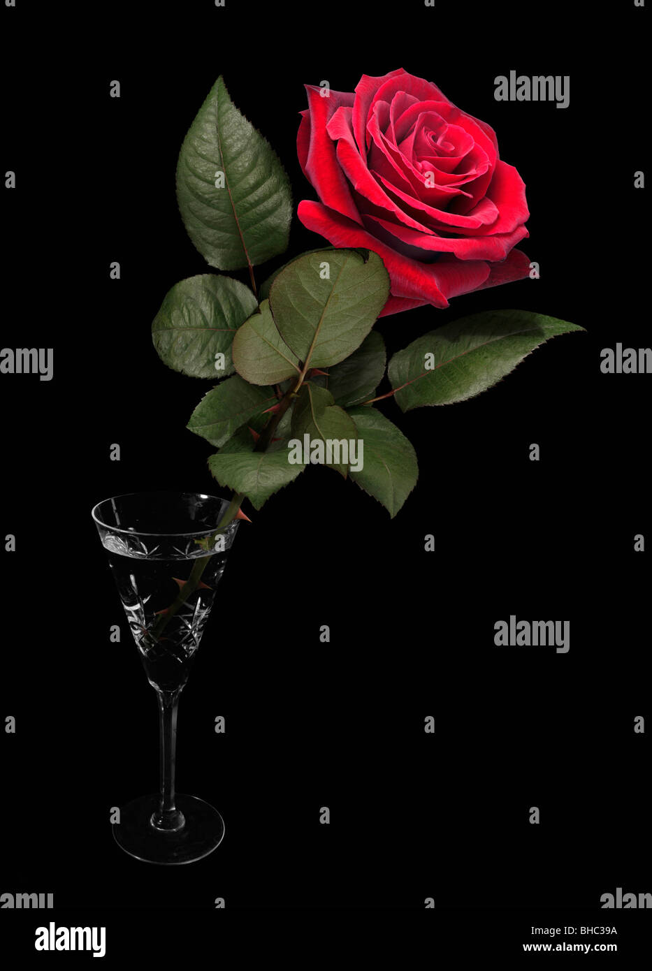 red rose in a glass with black background Stock Photo - Alamy