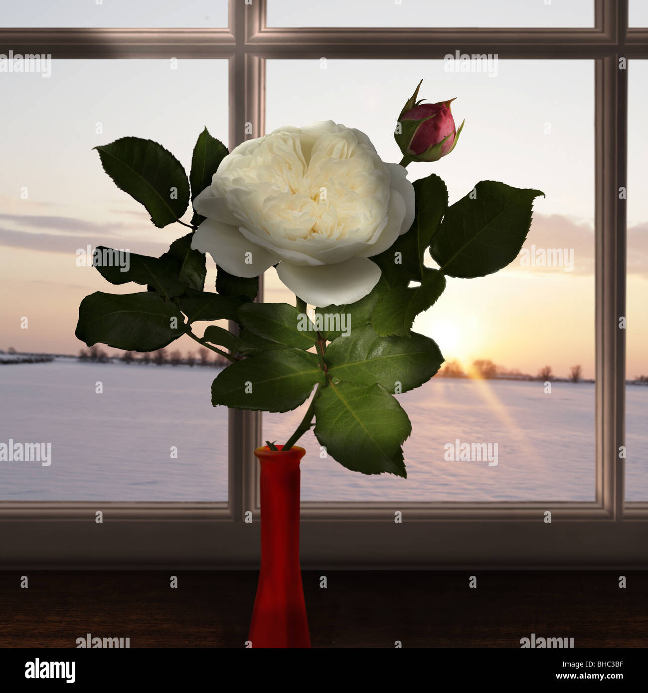white rose on a window seal at sunset with 'claro oscuro' effect and snowy background Stock Photo