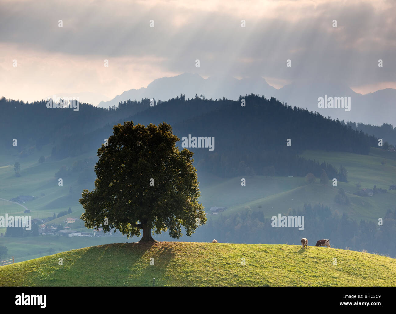 Lone Tree on hill Stock Photo