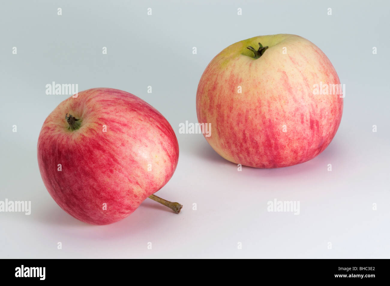 Domestic Apple (Malus domestica), variety: Piros, two apples, studio picture. Stock Photo