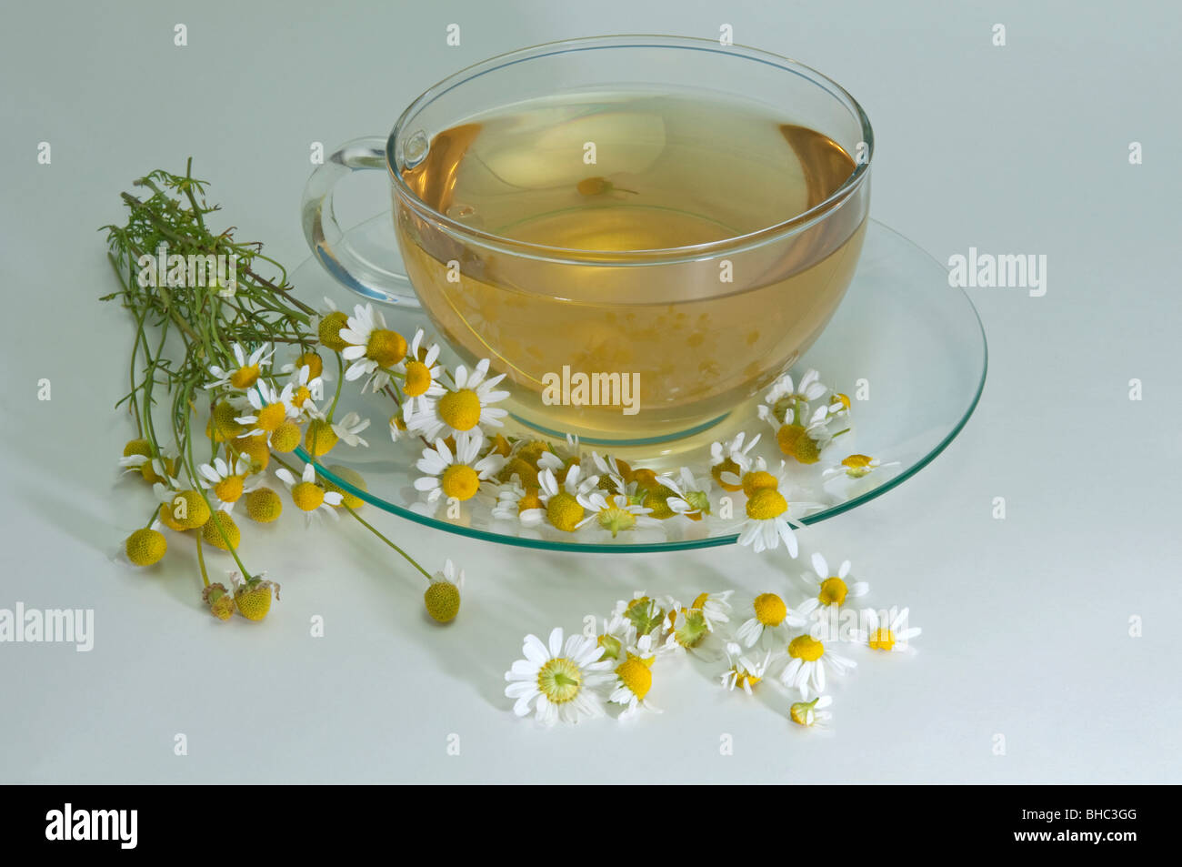Chamomile, German Chamomile (Matricaria chamomilla, Matricaria recutita). A cup of tea with flowers, studio picture. Stock Photo