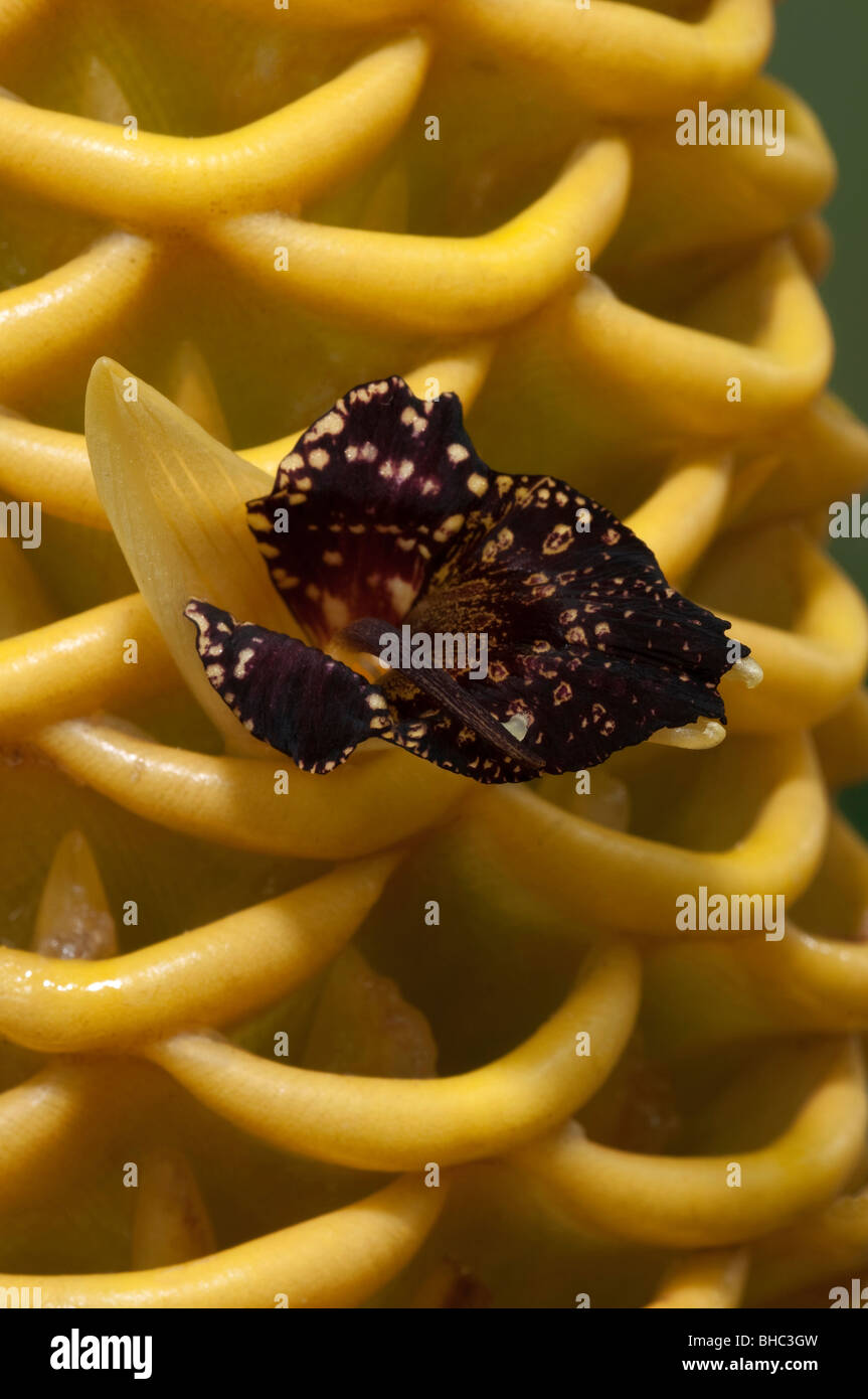 Beehive Ginger (Zingiber spectabile), close-up of inflorescence with flower. Stock Photo