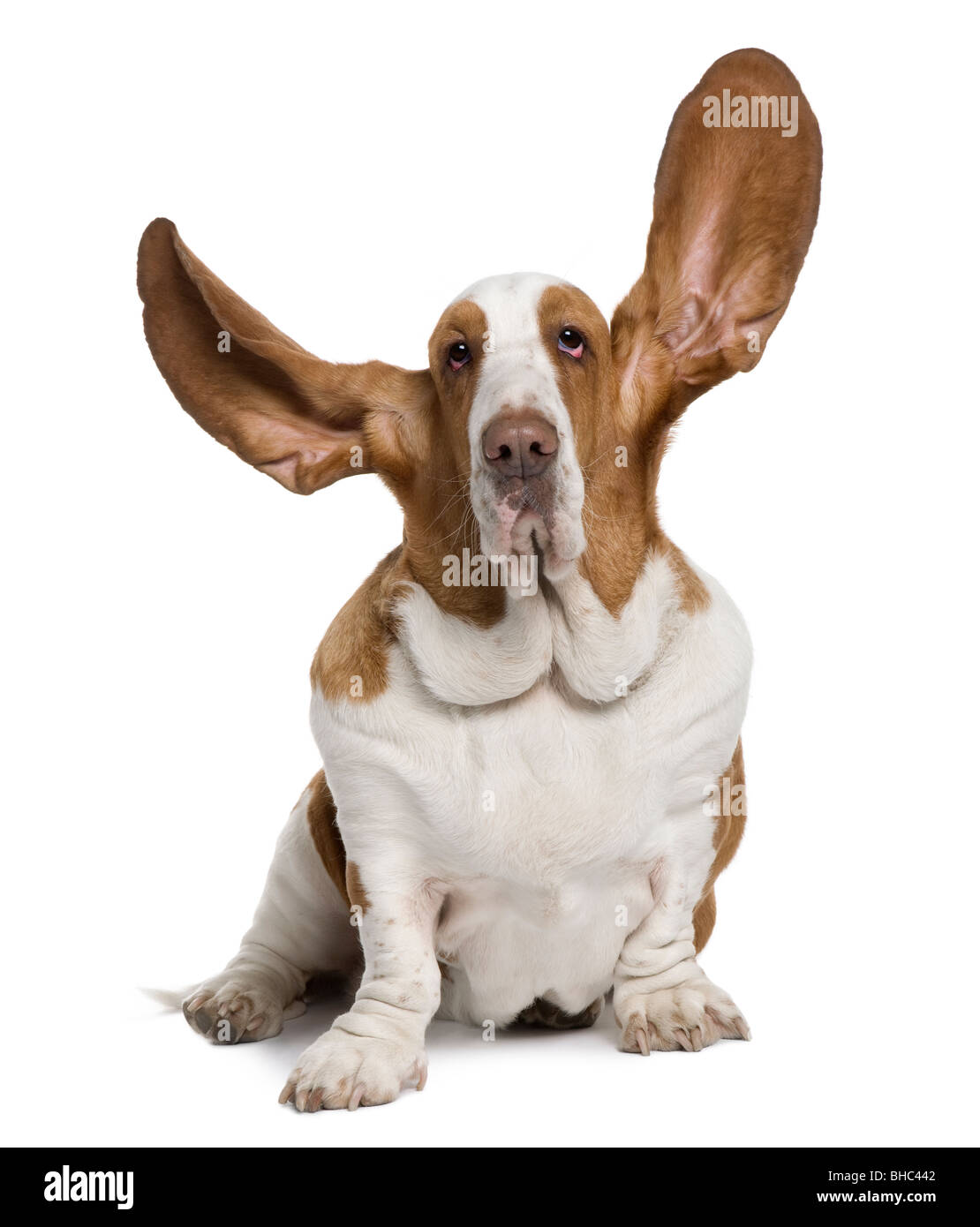 Basset Hound with ears up, 2 years old, sitting in front of white background Stock Photo