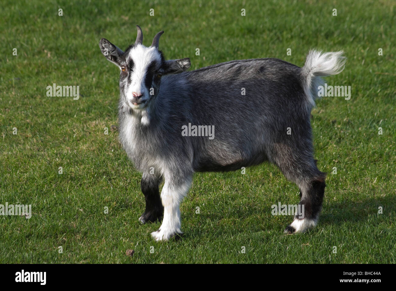 Young goat kid at Conundrum Farm visitor attraction in north east