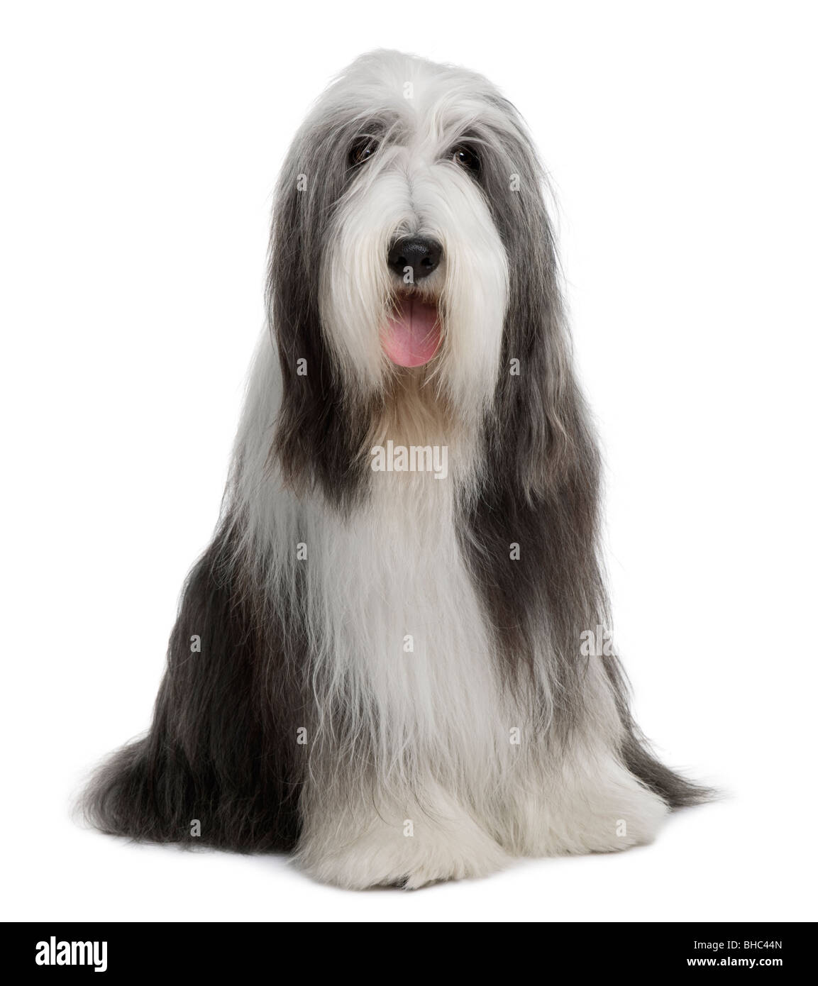 How To Cut A Bearded Collie