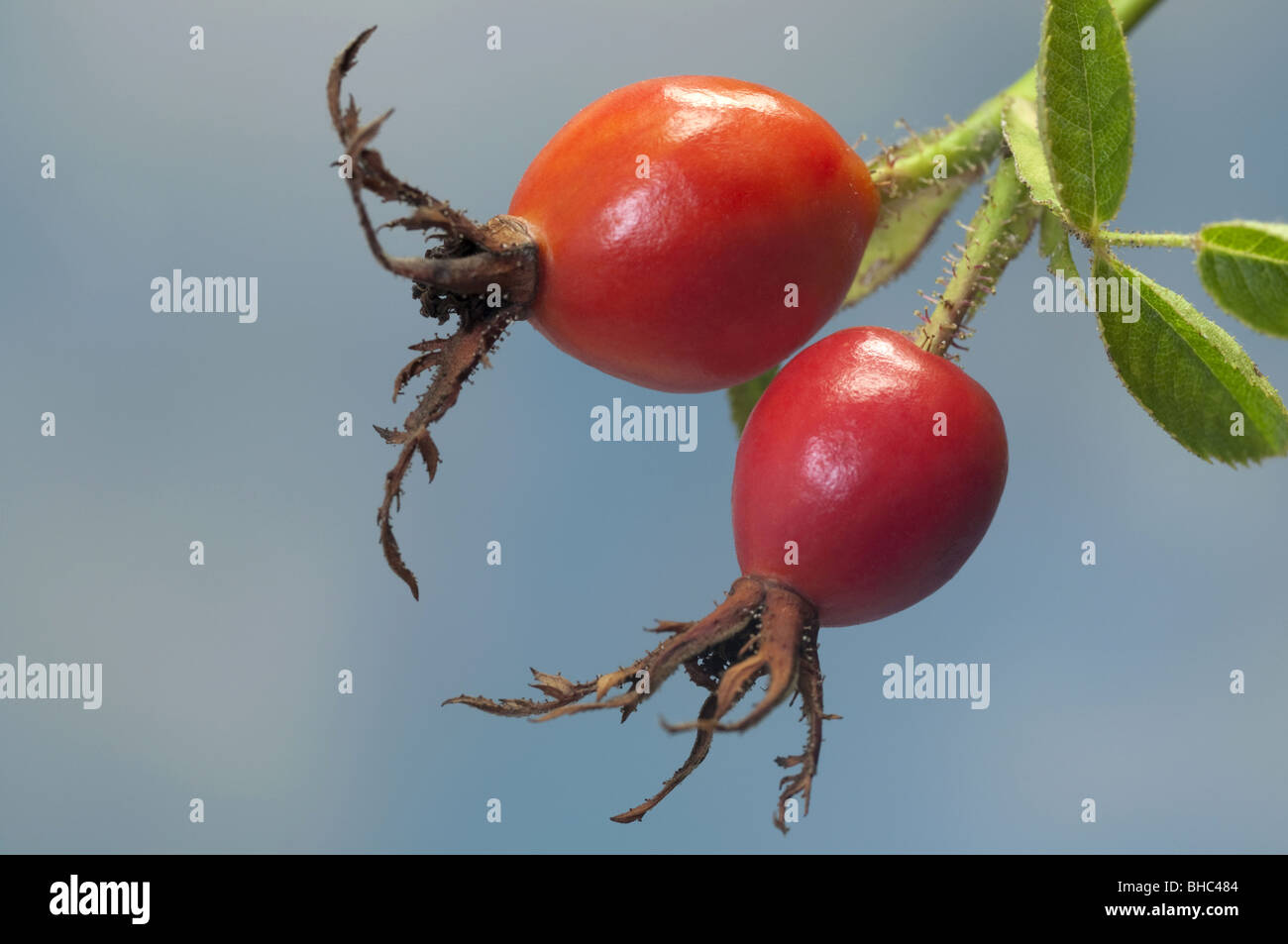 Dog Rose, Common Briar (Rosa canina), two rose hips on a twig. Stock Photo