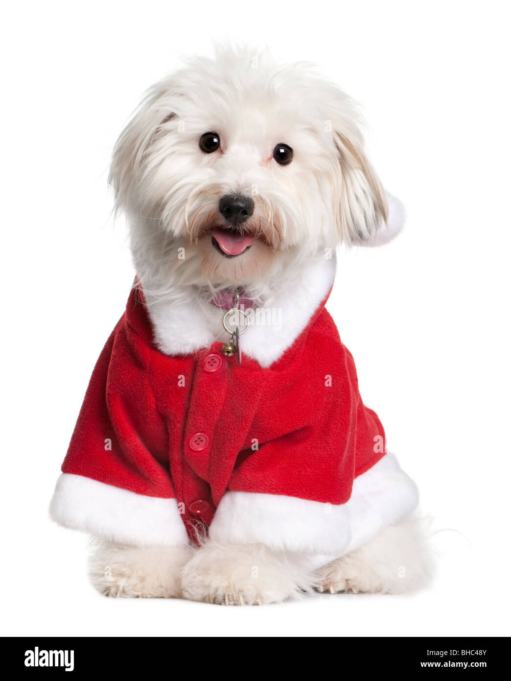 Coton de tulear dog in Santa outfit, 1 year old, sitting in front of white background Stock Photo