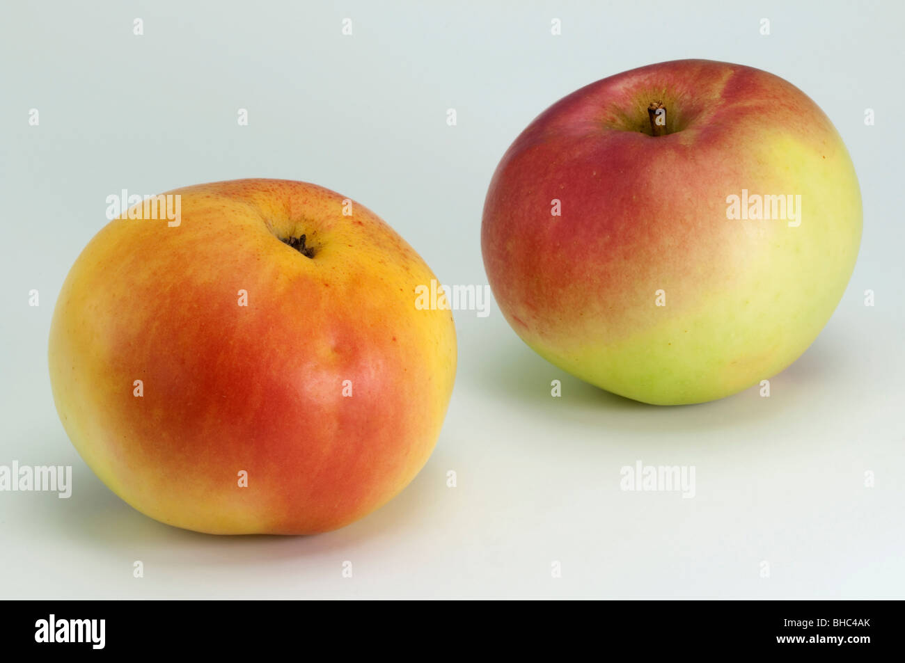 Domestic Apple (Malus domestica), variety: Limonienapfel, two apples, studio picture. Stock Photo